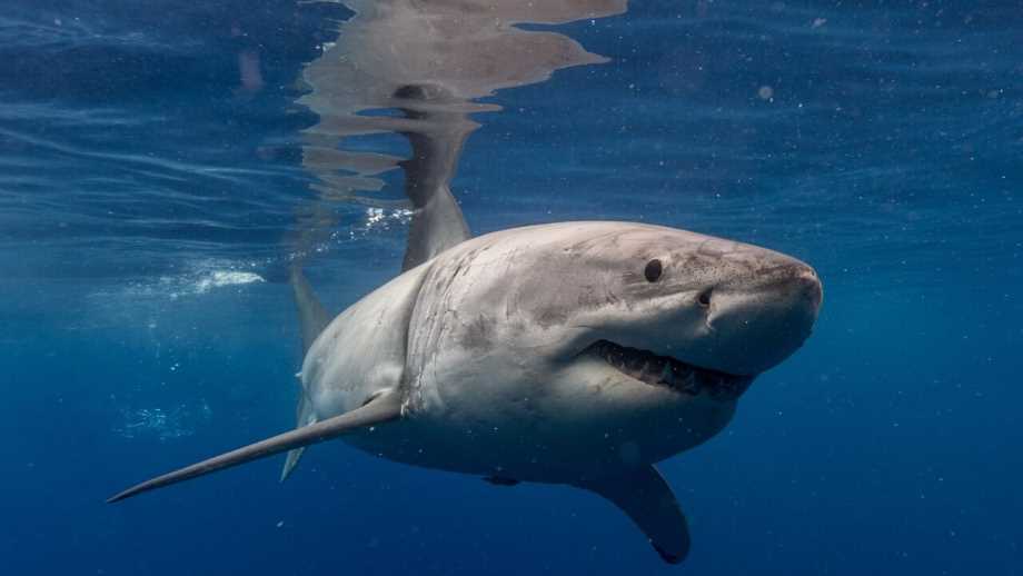 luxury service by Shark Diver a shark swimming in the blue ocean